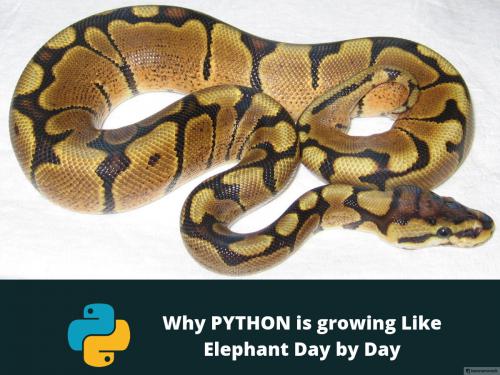 Python popularity: Why and how PYTHON is growing Like Elephant